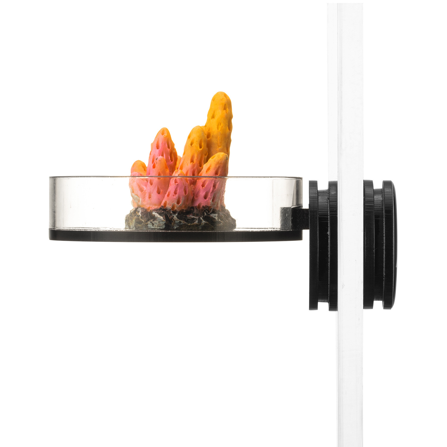 Estantería flotante de Coral m - Marine Aquarium reseña y precio
